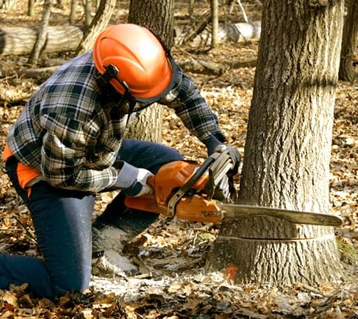 Tree Removal in Brooks, GA